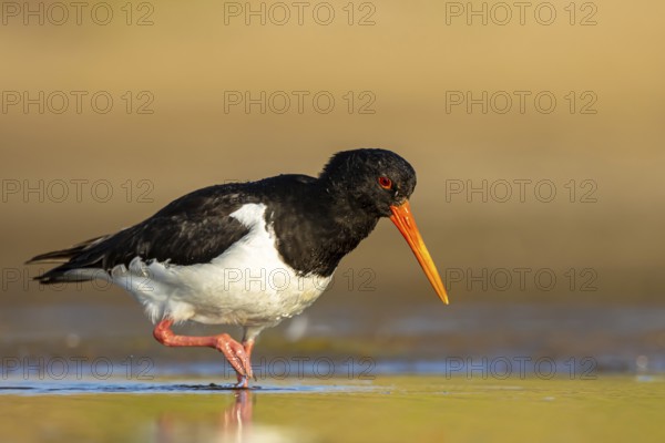 Eurasian Oystercatcher (Haematopus ostralegus) female, North Rhine-Westphalia, Germany