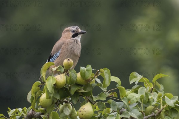 A jay (Garrulus glandarius) sits quietly on a branch of a pear tree and observes the surroundings, Hesse, Germany