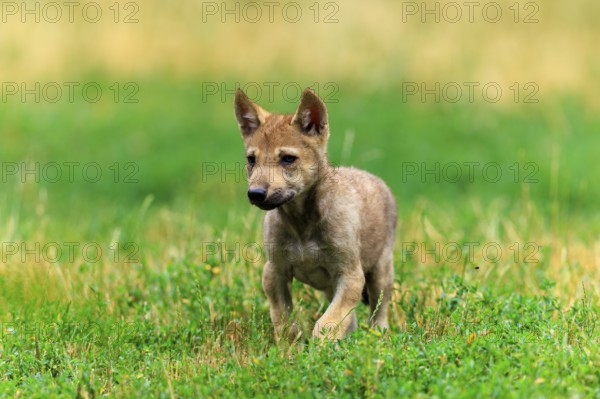 An attentive wolf pup standing on green grass, Timberwolf, wolf, American wolf, (Canis lupus lycaon), pup, Germany