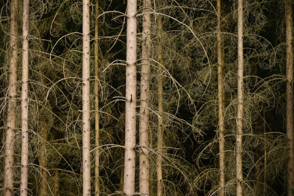 Dense coniferous forest with dried trees and branches in shades of brown, Odenwald, Hesse, Germany