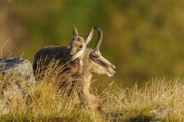 Pair of chamois sitting next to each other and looking into the distance, chamois, chamois, (Rupicapra rupicaprae), fawn, wildlife, Vosges, France