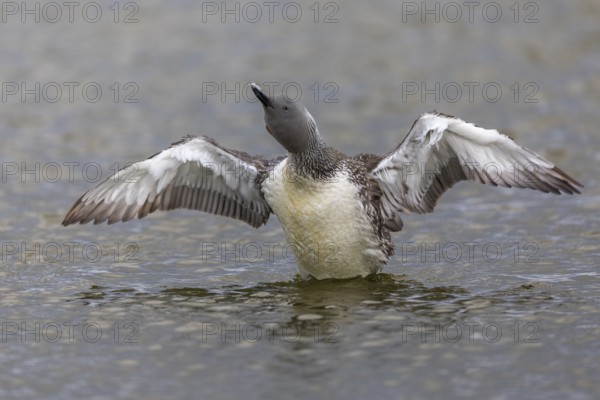 Red-throated diver (Gavia stellata) Feather care on the water, Aventdalen, Longyearbyen, Spitsbergen, Svalbard