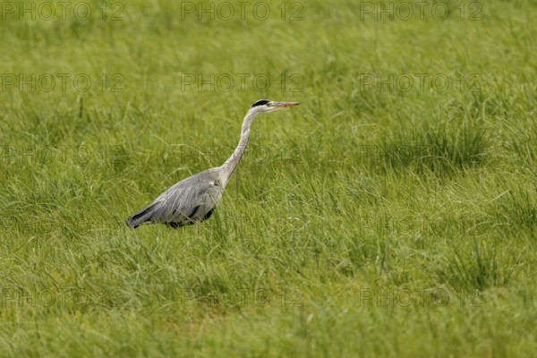 Grey heron (Ardea cinerea), Vulkaneifel, Rhineland-Palatinate, Germany