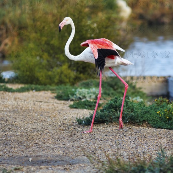 Pink flamingo (Phoenicopterus roseus) at the pond, shore, Pont de Gau bird park, Saintes-Maries-de-la-Mer, Camargue Regional nature park Park, France