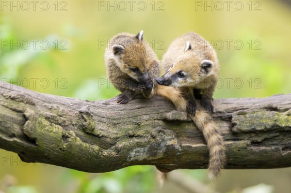 South American coati (Nasua nasua) youngsters on an old tree trunk, captive, Zoo Augsburg