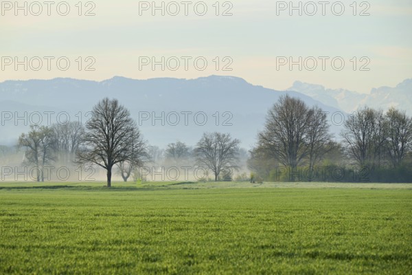 Meadows and trees in the early morning mist, Reuss valley, Aristau, Freiamt, Canton Aargau, Switzerland