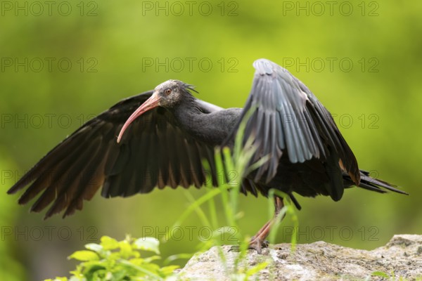 Northern bald ibis (Geronticus eremita) landing on a rock, Bavaria, Germany