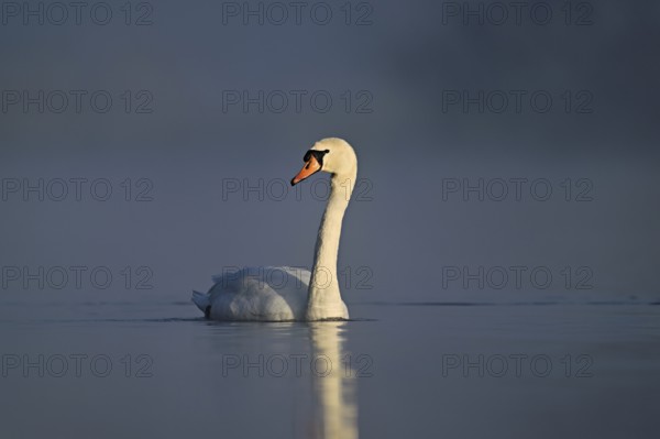 Mute swan (Cygnus olor), swimming in the morning light on the Flachsee, nature reserve, Reusstal, Freiamt, Canton Aargau, Switzerland