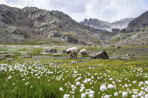 Two Valais Blacknose sheep (Ovis gmelini aries), in meadow with flowering white cotton grass, high alpine mountain valley, Obere Senner Egete, Stubai Alps, near Ridnaun, South Tyrol, Italy