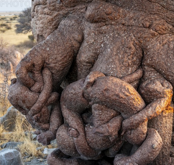 Detail, Roots of an African baobab or baobab tree (Adansonia digitata), Dry landscape, Kubu Island (Lekubu), Sowa Pan, Makgadikgadi Salt Pans, Botswana