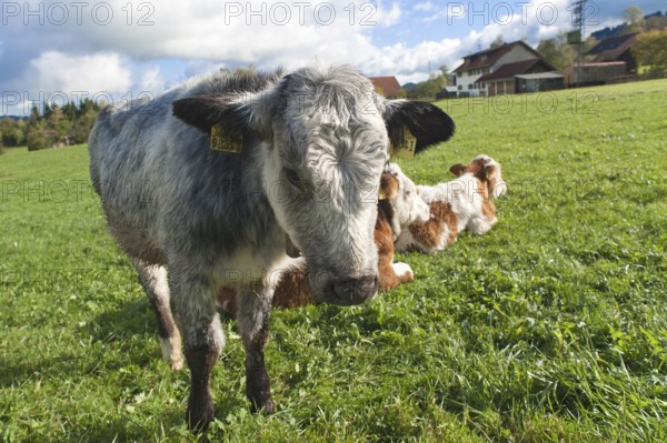Young calves on the pasture, a grey-coloured calf looks into the camera, Weitnau, Allgäu, Bavaria, Germany, Public Ground