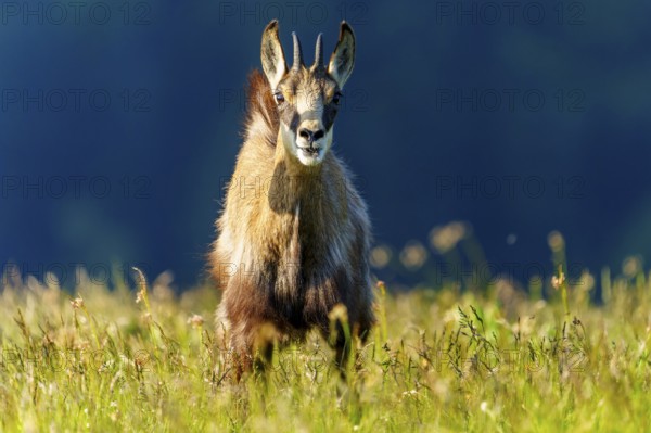 A single chamois looks directly into the camera, surrounded by meadow, chamois, chamois, (Rupicapra rupicaprae), wildlife, Vosges, France