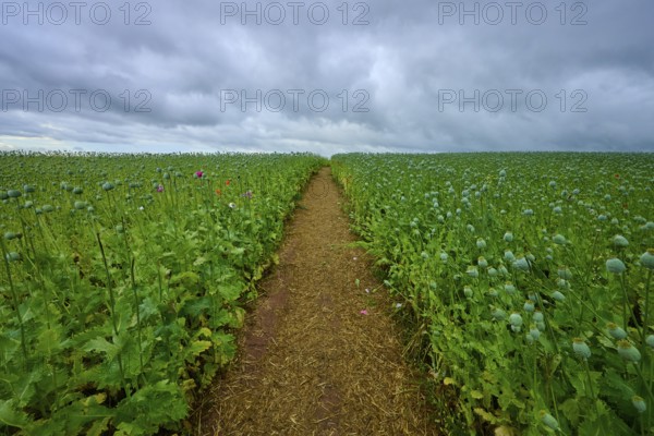 Opium poppy field (Papaver somniferum), with green poppy capsules and footpath, summer, Germerode, Geo nature park Park Frau-Holle-Land, Hoher Meissner, Hesse, Germany