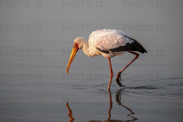 Glutton (Mycteria ibis) foraging in the water, in the morning light, with reflection, Sunset Dam, Southern Kruger National Park, Kruger National Park, South Africa