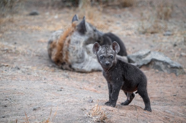 Spotted hyena (Crocuta crocuta), male young, Kruger National Park, South Africa