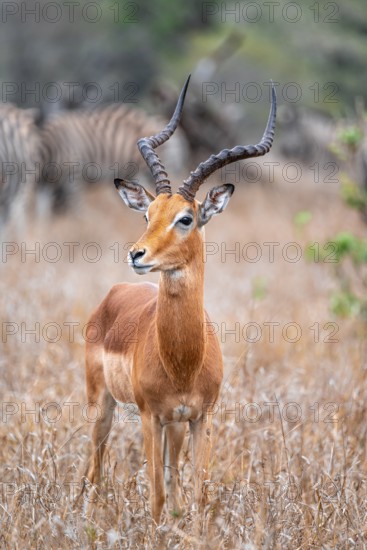 Impala (Aepyceros melampus), adult male in dry grass, Black Heeler Antelope, Kruger National Park, South Africa