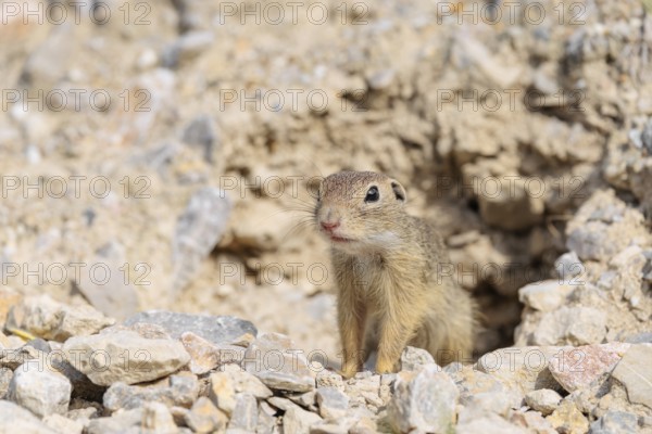 A young European ground squirrel (Spermophilus citellus) or European souslik stands on a gravel hill in front of to its den