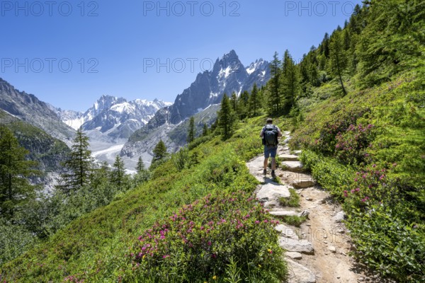 Picturesque mountain landscape with blooming alpine roses, imposing mountain peaks and glaciers, mountaineers on a hiking trail, Grand Balcon Nord, glacier tongue Mer de Glace, behind Grandes Jorasses, Mont Blanc massif, Montenvers, Chamonix, Haute-Savoie, France