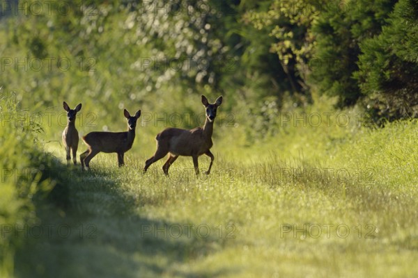 Leading... Roe deer (Capreolus capreolus), female roe deer, doe with two young, fawns in midsummer on the Lower Rhine, Lower Rhine, Rhine district Neuss, North Rhine-Westphalia, Germany, Western Europe