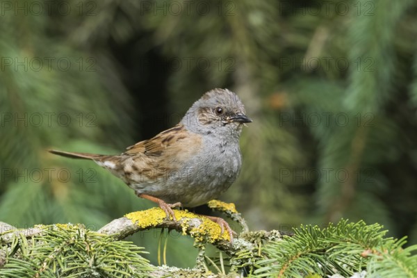 A dunnock (Prunella modularis) sitting on a branch covered with lichen against a green background, Hesse, Germany