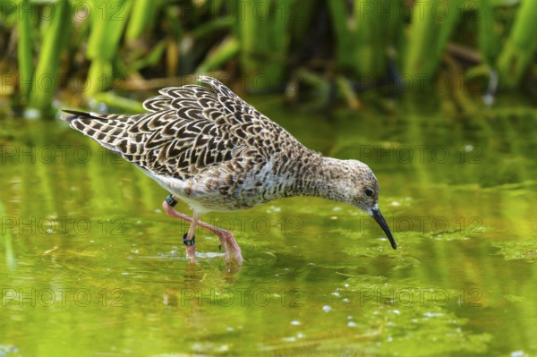 Bird foraging in the water between green vegetation, ruff (Calidris pugnax, Syn.: Philomachus pugnax), courtship display, France
