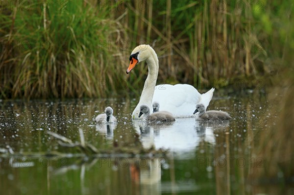 Swan with chicks swimming calmly on a pond, surrounded by grass and nature, Mute Swan, (cygnus olor), wildlife, Germany