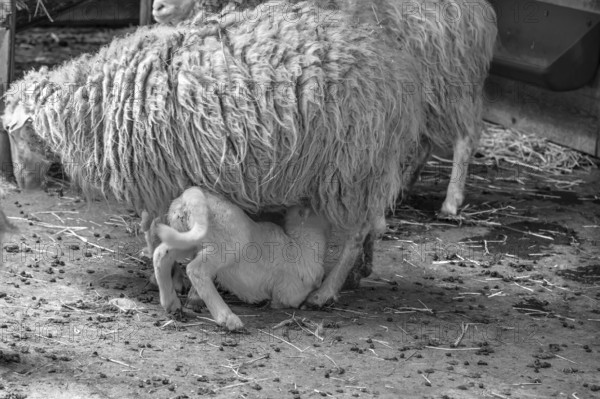 Forest sheep (Ovis aries), lamb suckling with its mother, game park, Bavaria, Germany