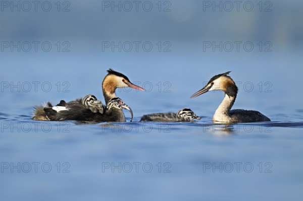 Great Crested Grebe (Podiceps Scalloped ribbonfish) pair feeding their offspring with fish, Lake Zug, Canton Zug, Switzerland