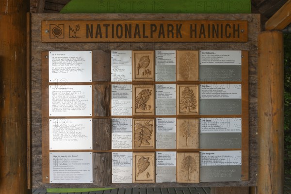 UNESCO World Heritage Site and Hainich National Park, explanations of the leaves and fruits of the various tree species, Braille, Bad Langensalza, Thuringia, Germany