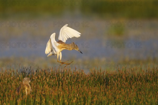 Squacco Heron (Ardeola ralloides) flying, Greece