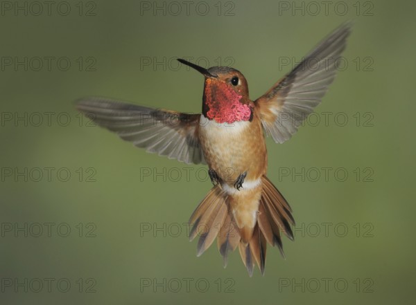 Rufous Hummingbird (Selasphorus rufus) male, British Columbia, Canada