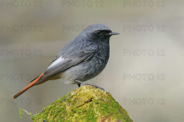 Black Redstart (Phoenicurus ochruros) male, Abruzzo, Italy