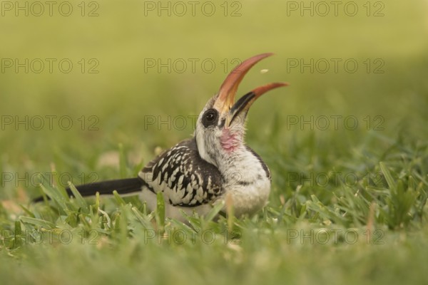 Western Red-billed Hornbill (Tockus kempi) eating peanut, Gambia