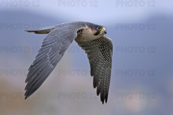 Wanderfalke: lat. Falco peregrinus; im Aktivflug von der Seite