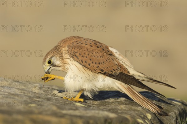 Nankeen Kestrel (Falco cenchroides), New South Wales, Australia