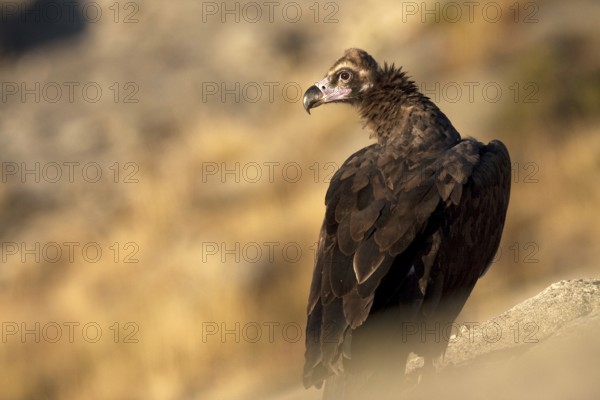 Cinereous Vulture (Aegypius monachus), Madrid, Spain