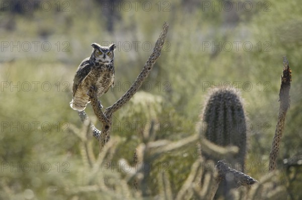 Great Horned Owl (Bubo virginianus), Arizona, USA