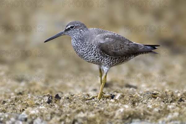 Wandering Tattler (Tringa incana), British Columbia, Canada