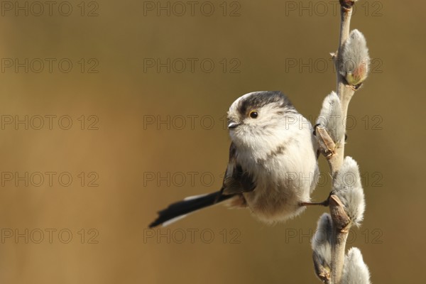 Long-tailed Tit (Aegithalos caudatus), Lower Saxony, Germany