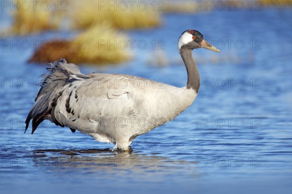 Common Crane, Grus grus, big bird in the nature habitat, Lake Hornborga, Sweden. Wildlife scene from Europe. Grey crane with long neck