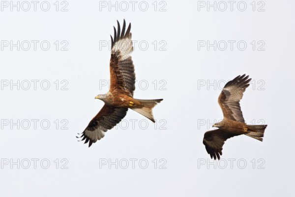 Red Kite & Black Kite (Milvus milvus & Milvus migrans) flying, Brandenburg, Germany