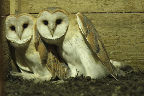 Western Barn Owl (Tyto alba) chicks, Lower Saxony, Germany
