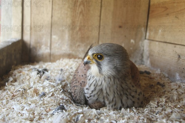 Common Kestrel (Falco tinnunculus) male, Lower Saxony, Germany