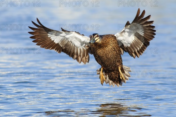 Pacific Black Duck (Anas superciliosa) flying, Victoria, Australia
