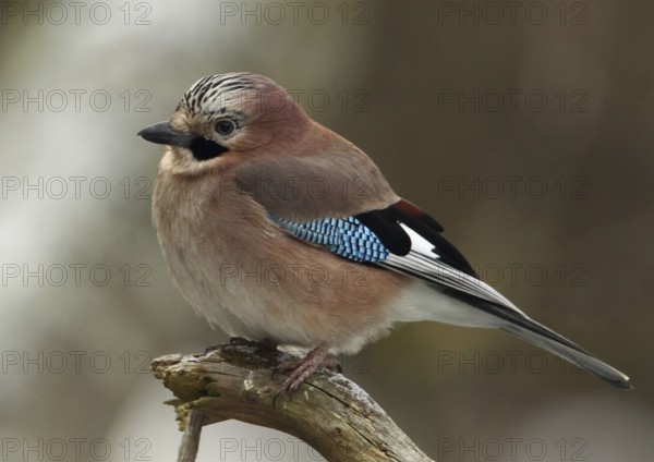 Eurasian Jay (Garrulus glandarius), Wales, United Kingdom