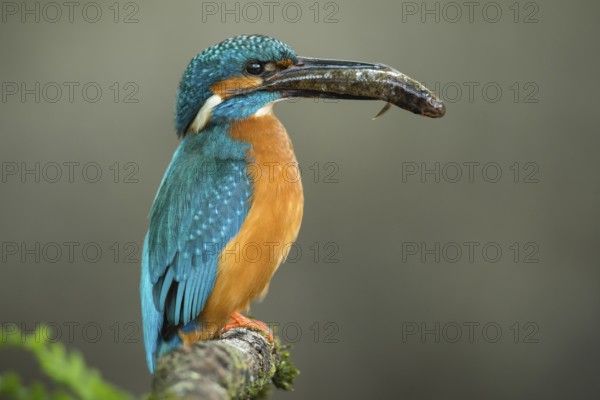 Common Kingfisher (Alcedo atthis) male perched on a branch with a fish in its beak, Lower Saxony, Germany