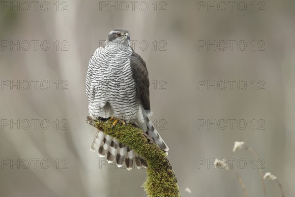 Northern Goshawk (Accipiter gentilis) female, Baden-Wuerttemberg, Germany