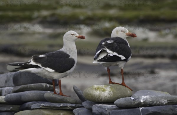 Dolphin Gull (Leucophaeus scoresbii), Falkland Islands