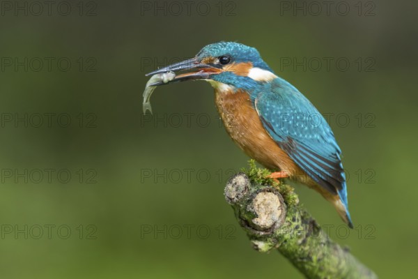 Common Kingfisher (Alcedo atthis) male perched on a branch with a fish in its beak, Lower Saxony, Germany
