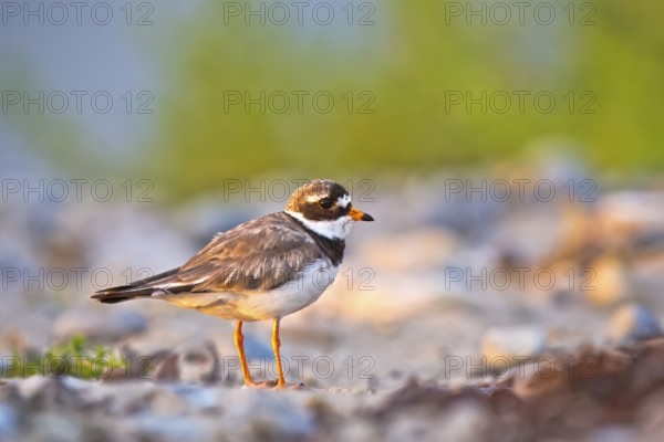 Common Ringed Plover (Charadrius hiaticula), Schleswig-Holstein, Germany
